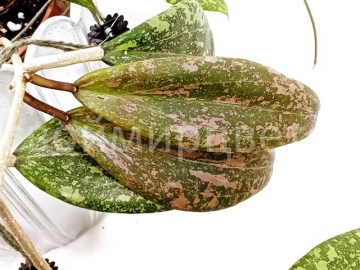 Хойя Wibergiae 05032022